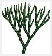 {algae}