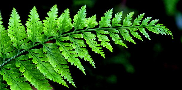 {fern}